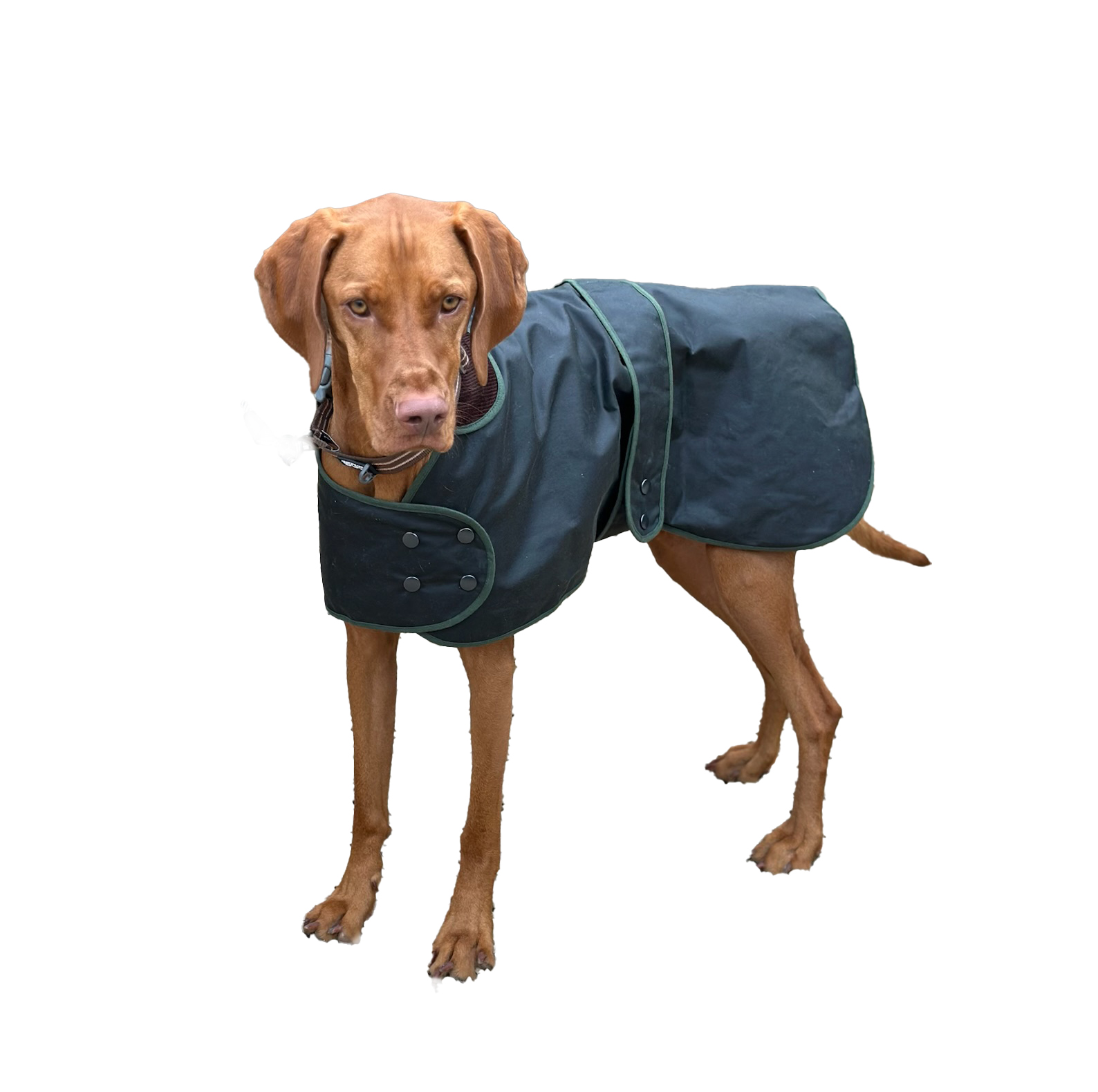 Traditional Hunter Green Waxed  Dog Coat